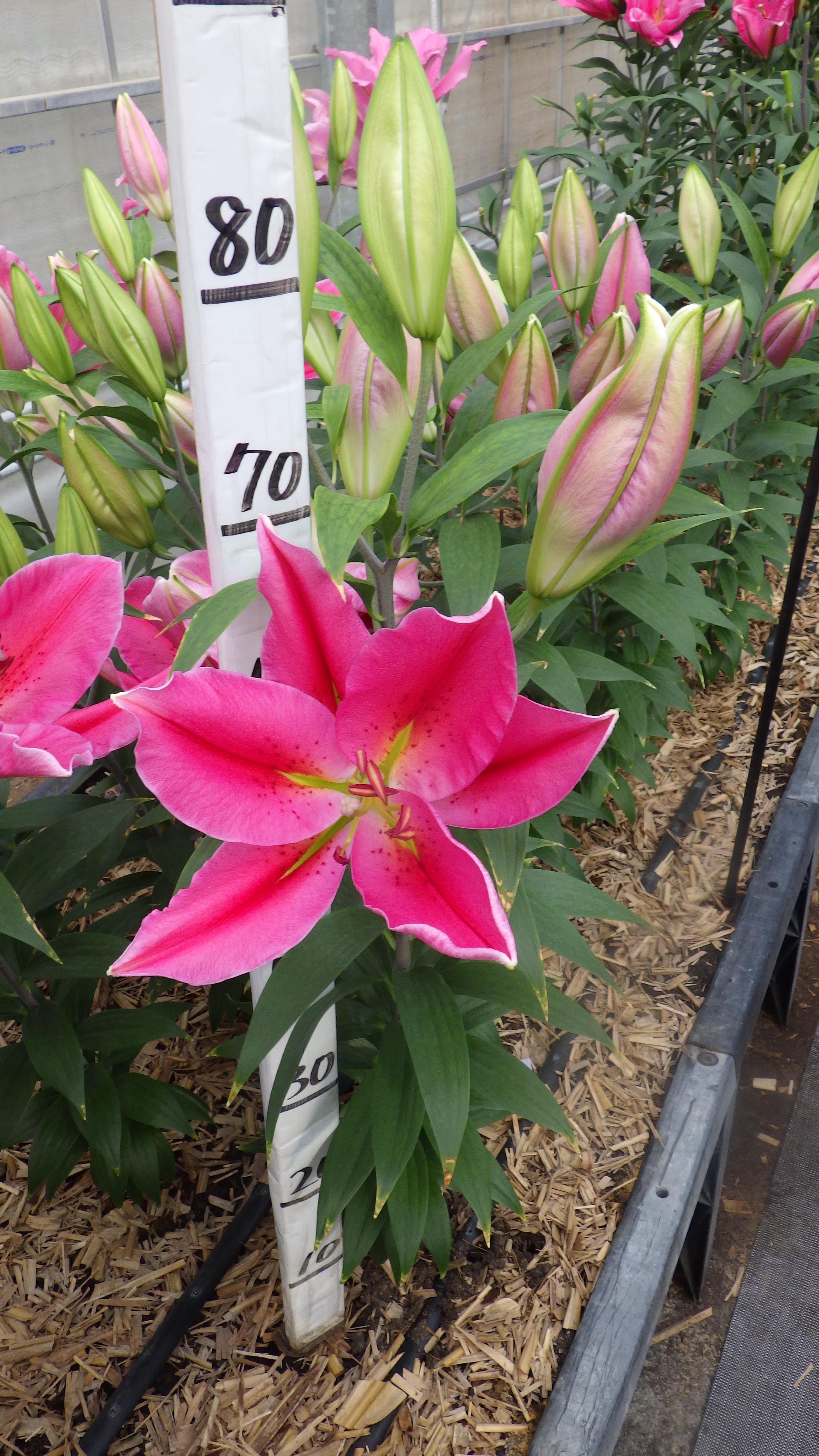 ベストリガーズ(花粉無し)